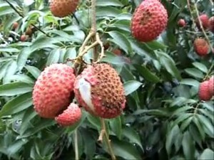 আম ো লিচুর ফলঝরা , ফল ফাটা রোধে কৃষক ভাইদের করণীয়