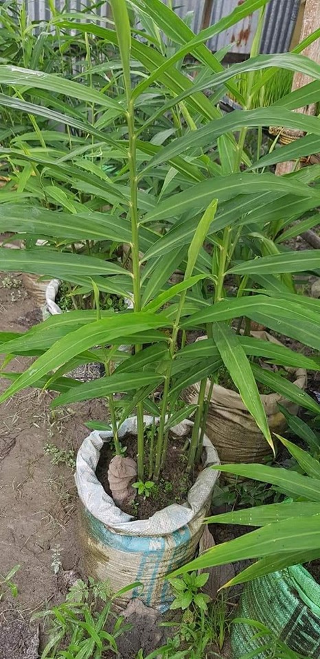 বস্তায় আদা চাষ পদ্ধতি