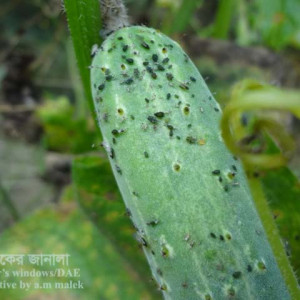 শসার জাব পোকা