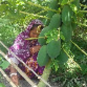 পেপে গাছের পরিচর্যারত কিষাণী