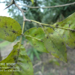 বেলের শুটি মোল্ড রোগ