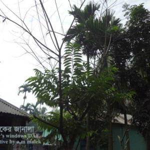 আতা ফলের আগা মরা রোগ