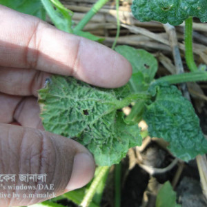 বাঙ্গির লিফ কার্ল রোগ