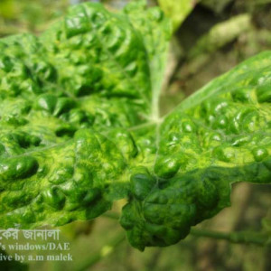 ধুন্দলের পাতা কোকড়ানো রোগ