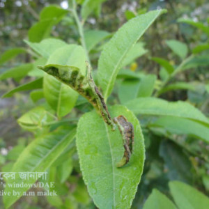 লেবুর মাকড়