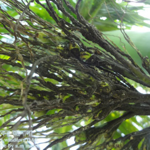 সুপারির শুটি মোল্ড রোগ