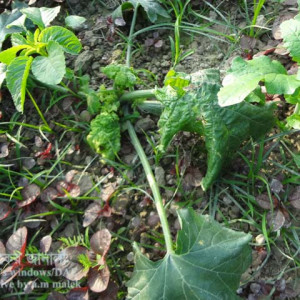 স্কোয়াশের মোজাইক রোগ