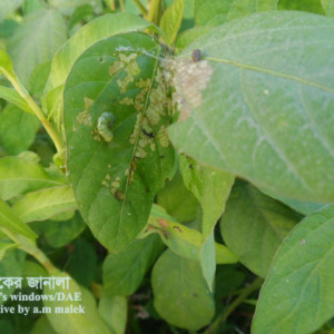 সয়াবিনের পাতামোড়ানো পোকা