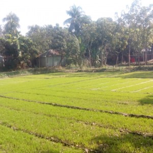 আদর্শ বীজতলা